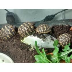 VENDS TORTUES DE TERRE JUVENILES