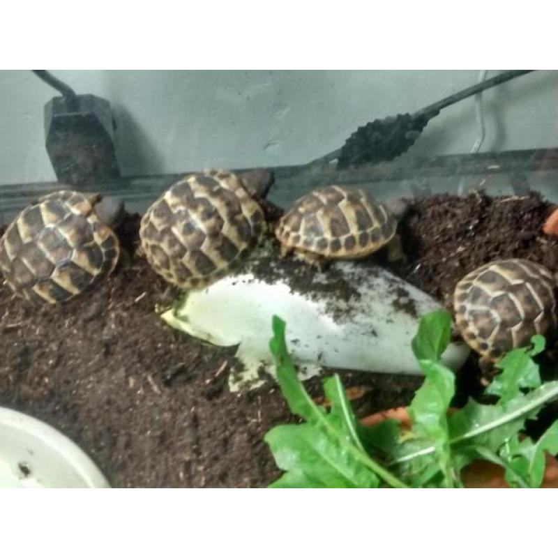 VENDS TORTUES DE TERRE JUVENILES