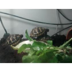 VENDS TORTUES DE TERRE JUVENILES