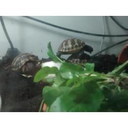 VENDS TORTUES DE TERRE JUVENILES