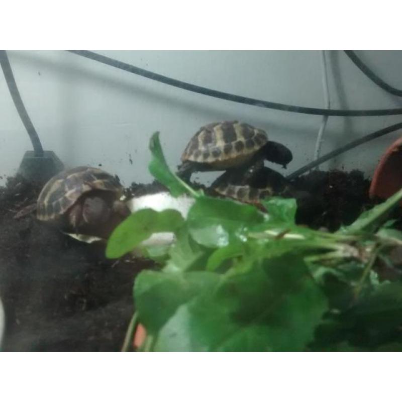 VENDS TORTUES DE TERRE JUVENILES